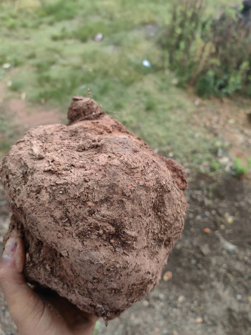 云南现挖鲜新茯苓优质茯苓白茯苓肉质好皮光滑