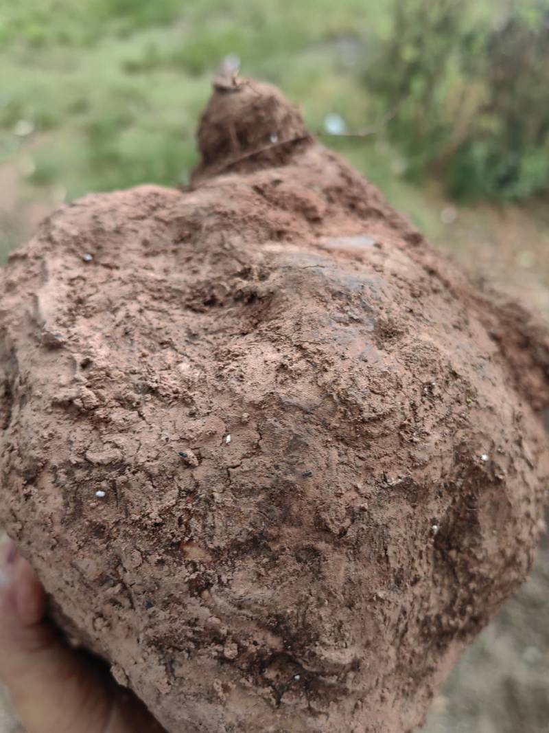 云南现挖鲜新茯苓优质茯苓白茯苓肉质好皮光滑