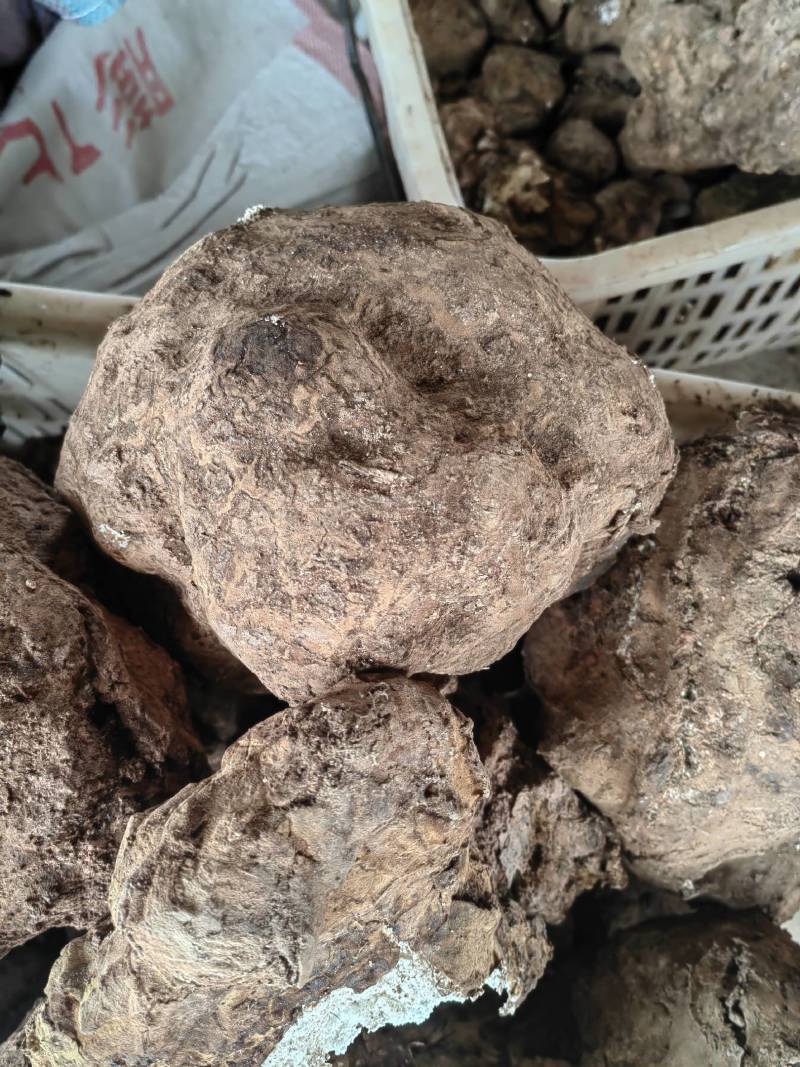 云南现挖鲜新茯苓优质茯苓白茯苓肉质好皮光滑
