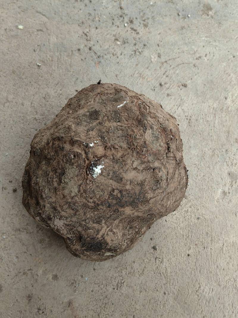 云南现挖鲜新茯苓优质茯苓白茯苓肉质好皮光滑