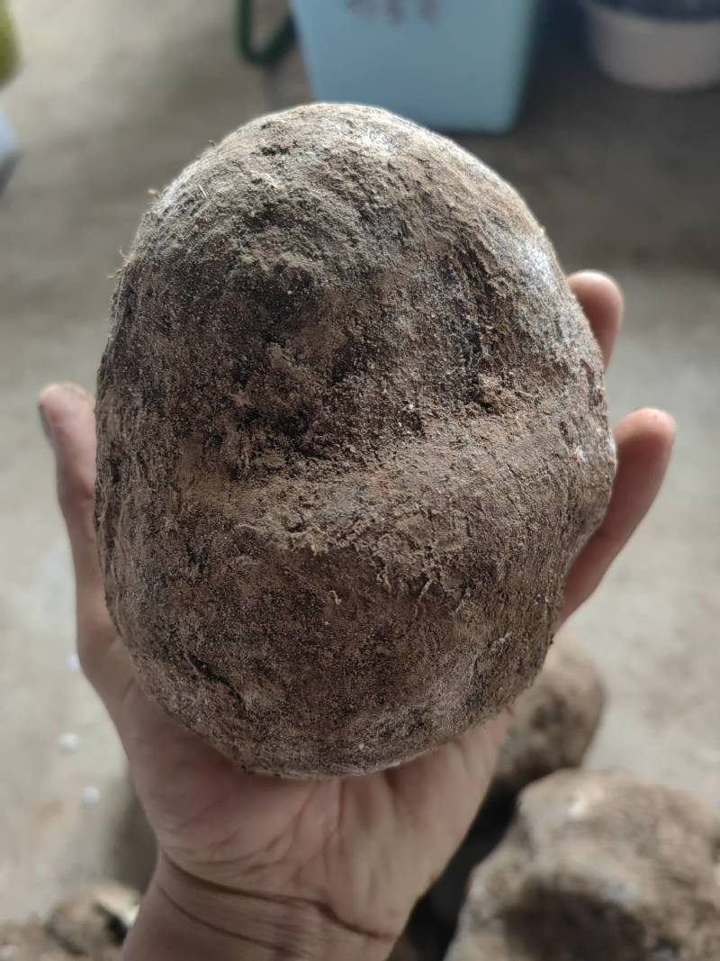 云南现挖鲜新茯苓优质茯苓白茯苓肉质好皮光滑