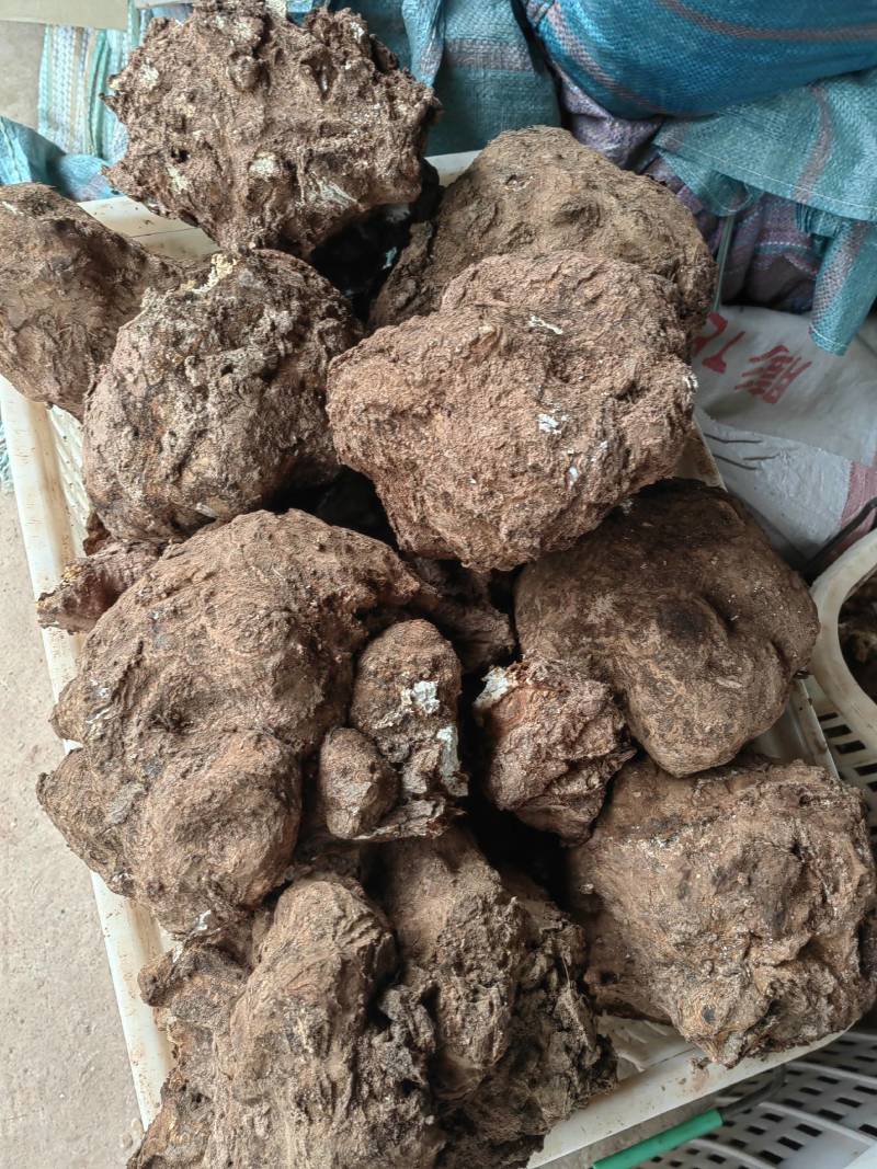 云南现挖鲜新茯苓优质茯苓白茯苓肉质好皮光滑