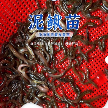 泥鳅苗