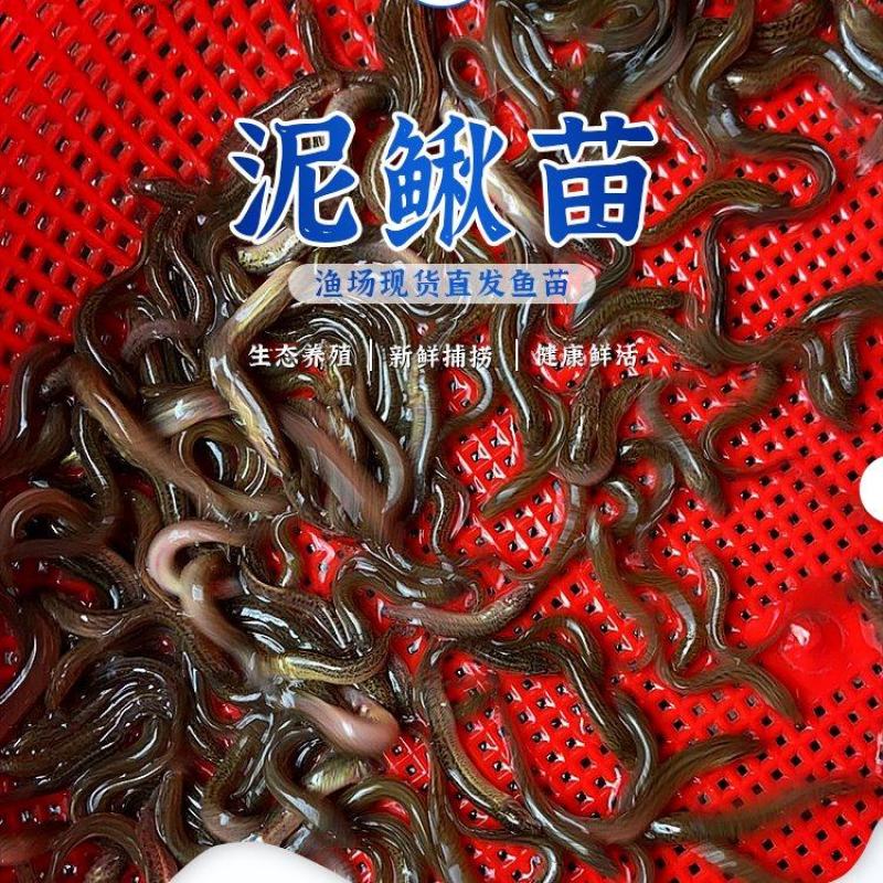泥鳅苗