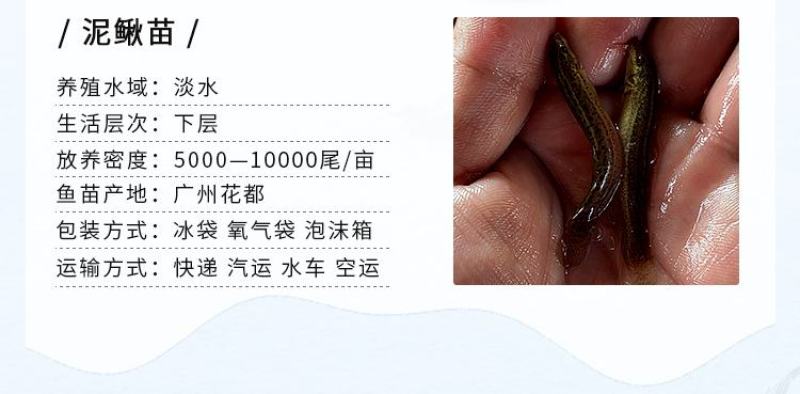 泥鳅苗