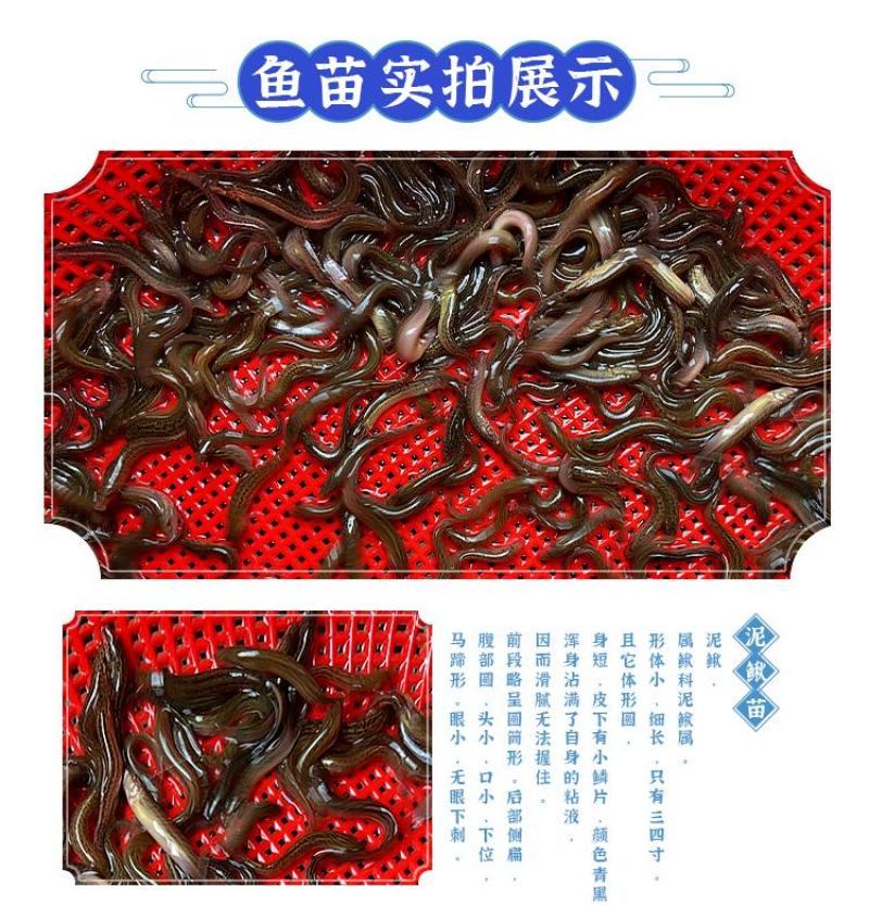 泥鳅苗