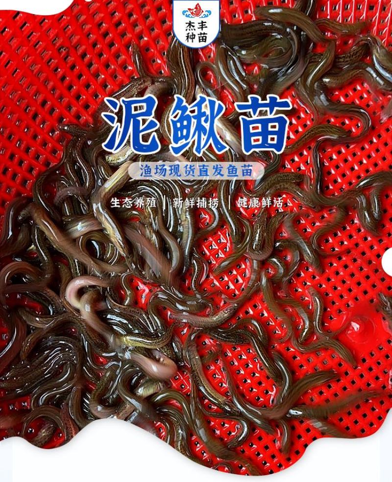 泥鳅苗