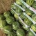 美都，8424无籽麒麟瓜，黑无籽，金城五号品种齐全