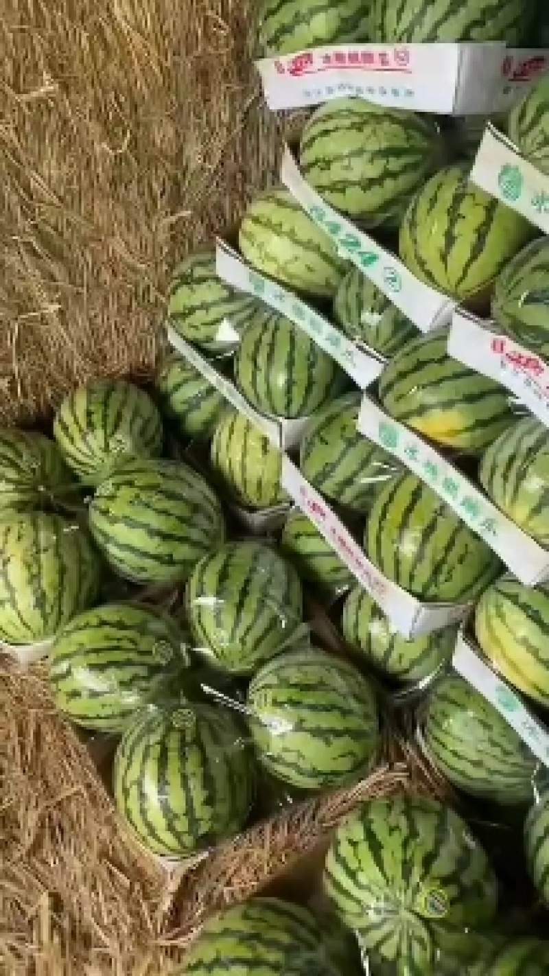 美都，8424无籽麒麟瓜，黑无籽，金城五号品种齐全