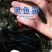黑鱼苗
