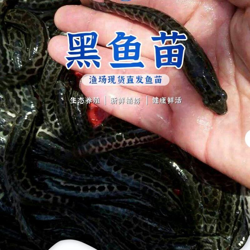 黑鱼苗
