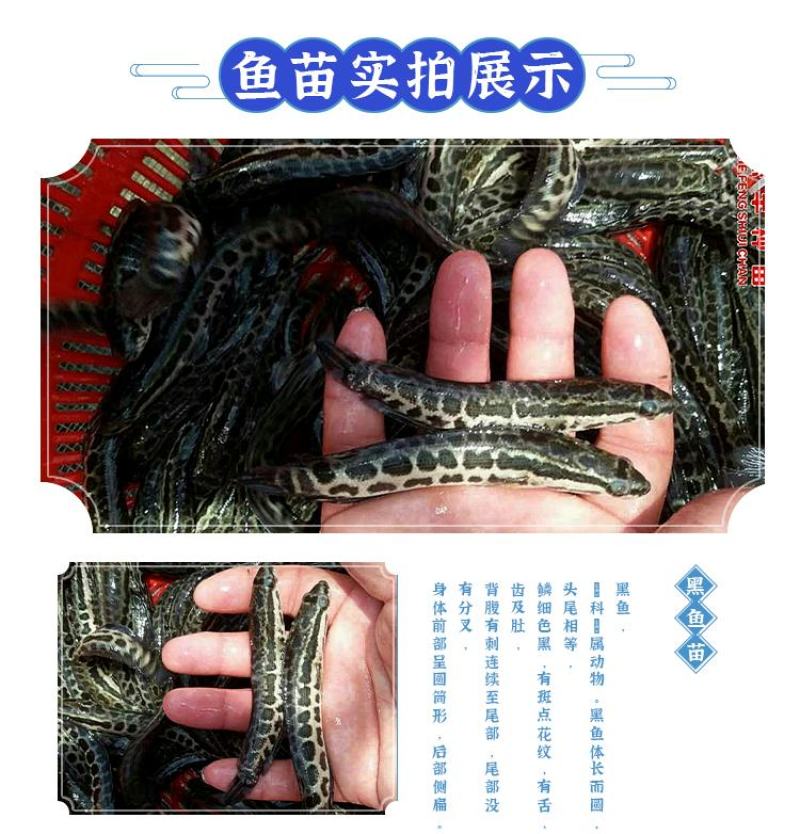 黑鱼苗