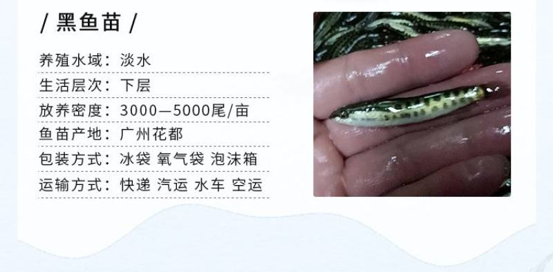 黑鱼苗
