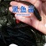 黑鱼苗