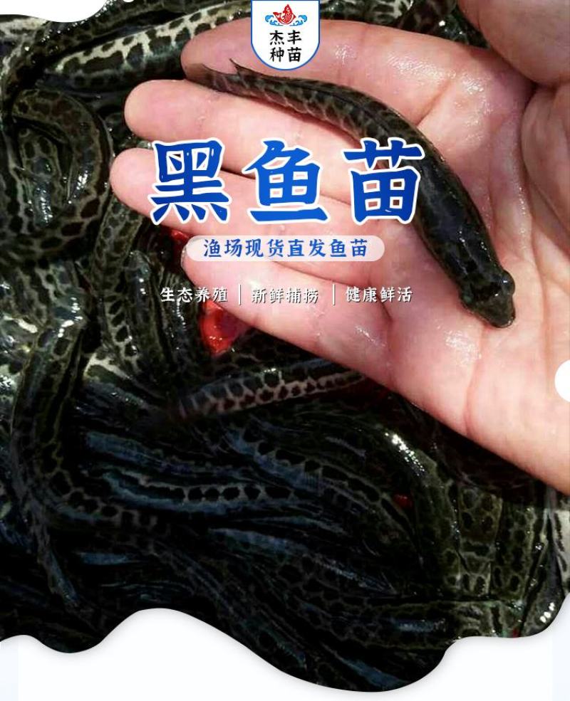 黑鱼苗