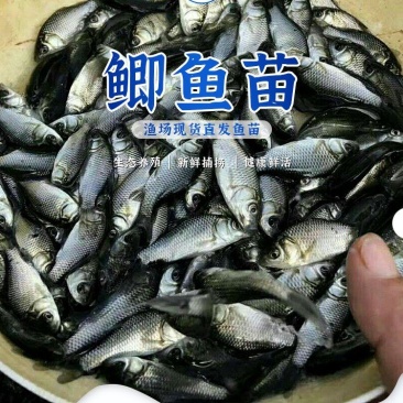 鲫鱼苗