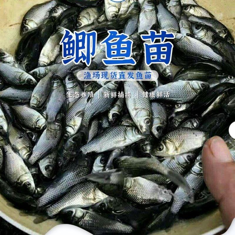 鲫鱼苗