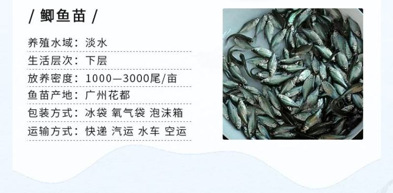 鲫鱼苗