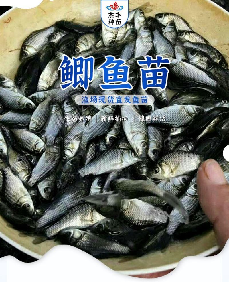 鲫鱼苗