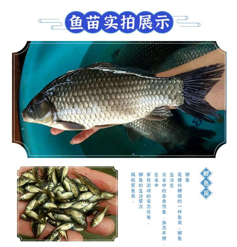 鲫鱼苗