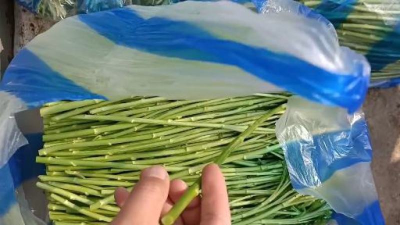 芦蒿，黎蒿，泥蒿，特色蔬菜，是养生等多功能佳肴
