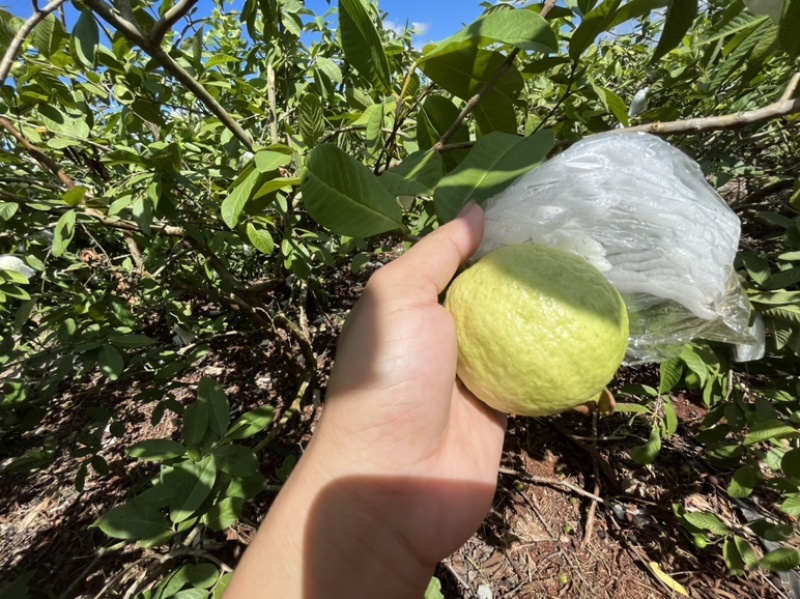 基地现摘现发广东湛江新鲜番石榴硬爽脆低糖白心芭乐