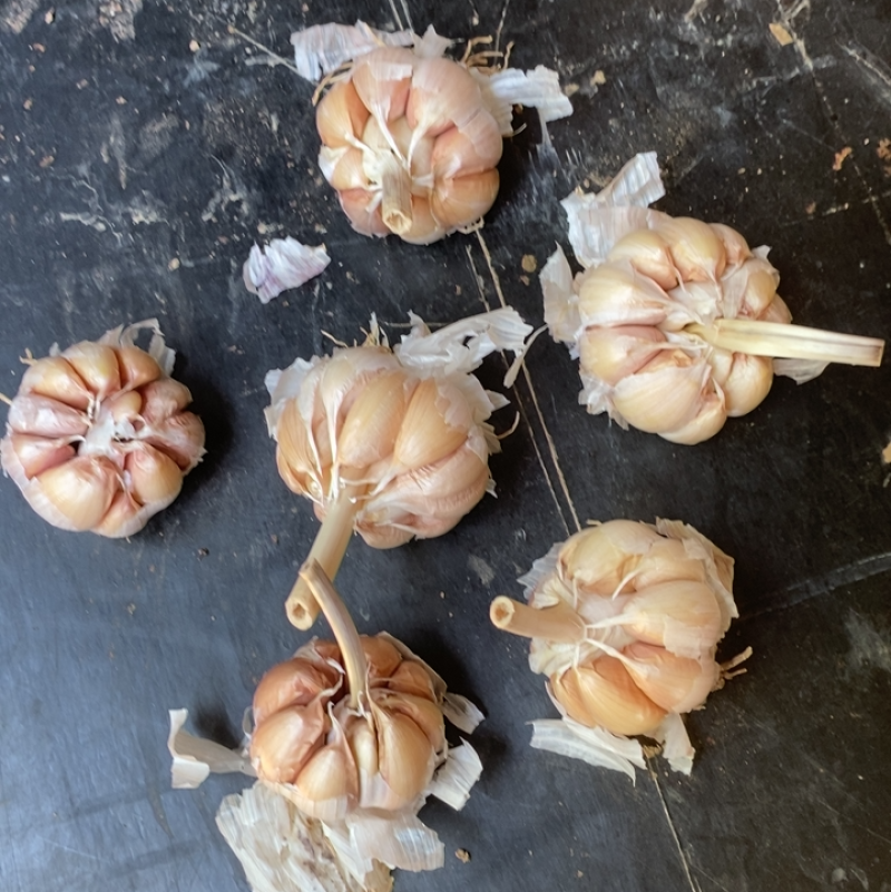杂交大蒜