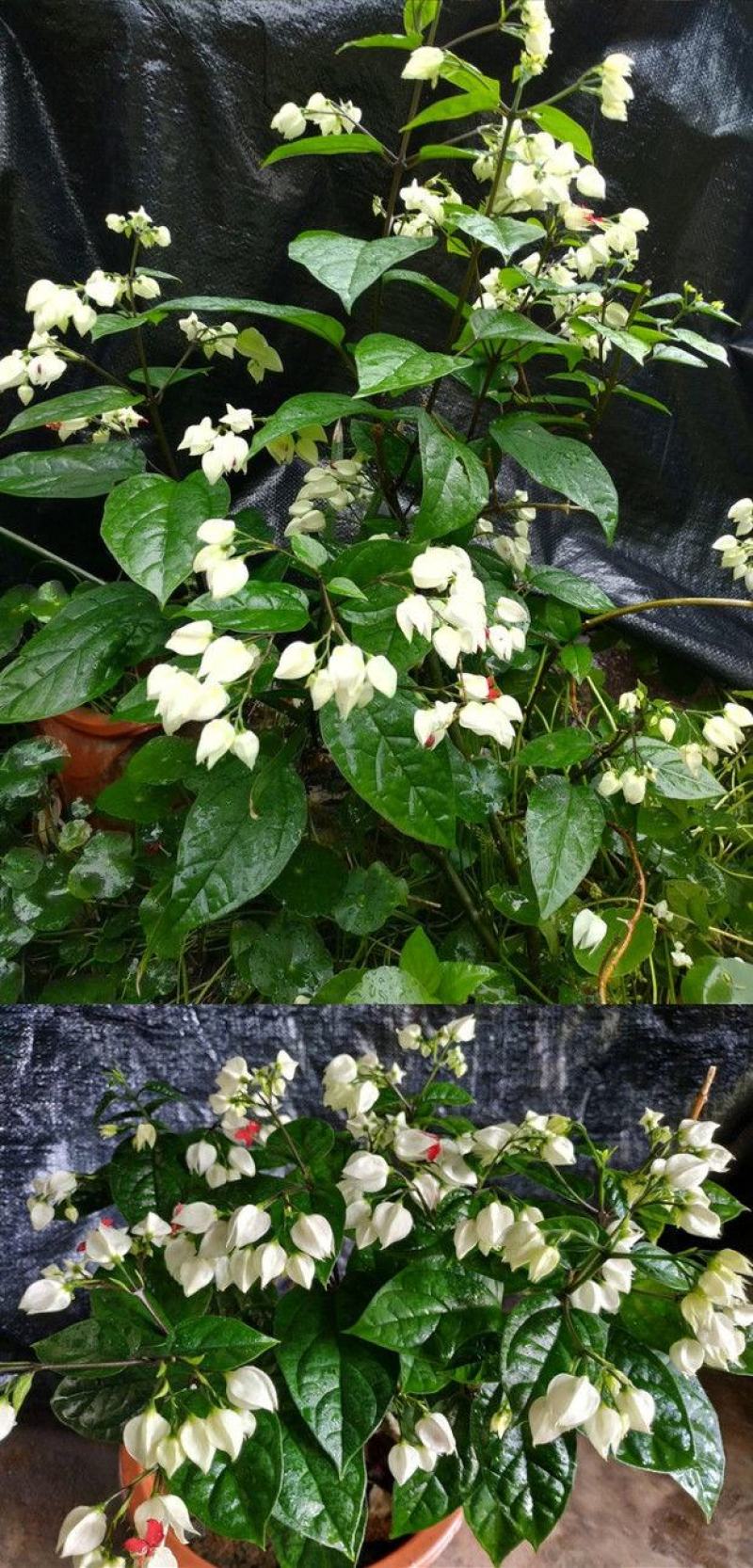 龙吐珠花盆栽花卉观花植物室内花客厅吸甲醛四季开花浓香型办