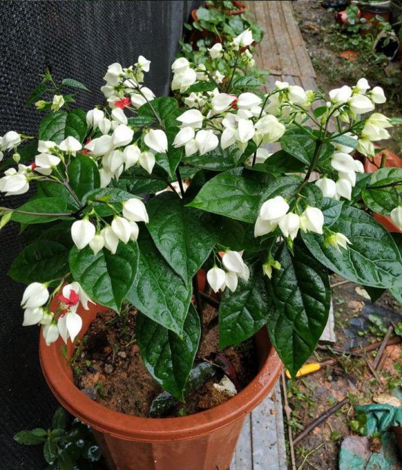 龙吐珠花盆栽花卉观花植物室内花客厅吸甲醛四季开花浓香型办