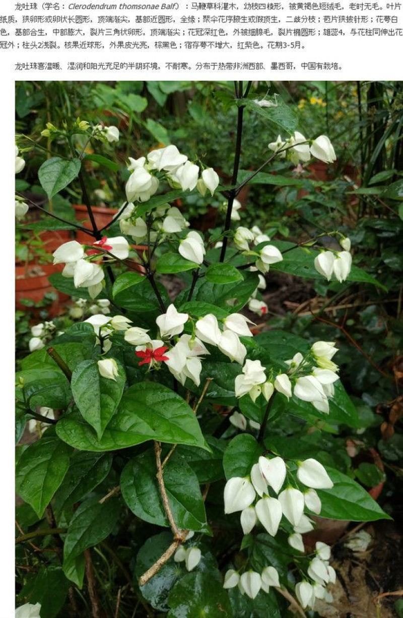 龙吐珠花盆栽花卉观花植物室内花客厅吸甲醛四季开花浓香型办