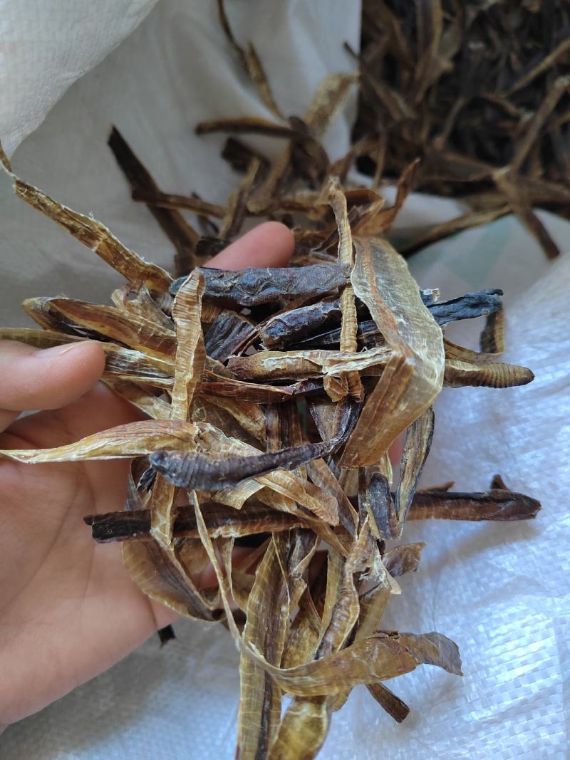 地龙，全开地龙，半开地龙，地龙段，加工户收购产地河南