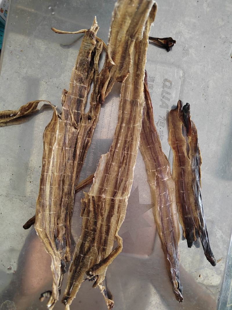 地龙，全开地龙，半开地龙，地龙段，加工户收购产地河南