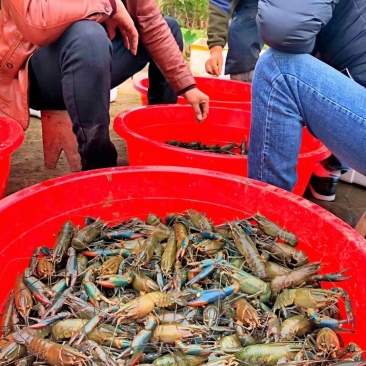 澳洲淡水龙虾、小青龙、大龙虾