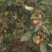 花红沙果