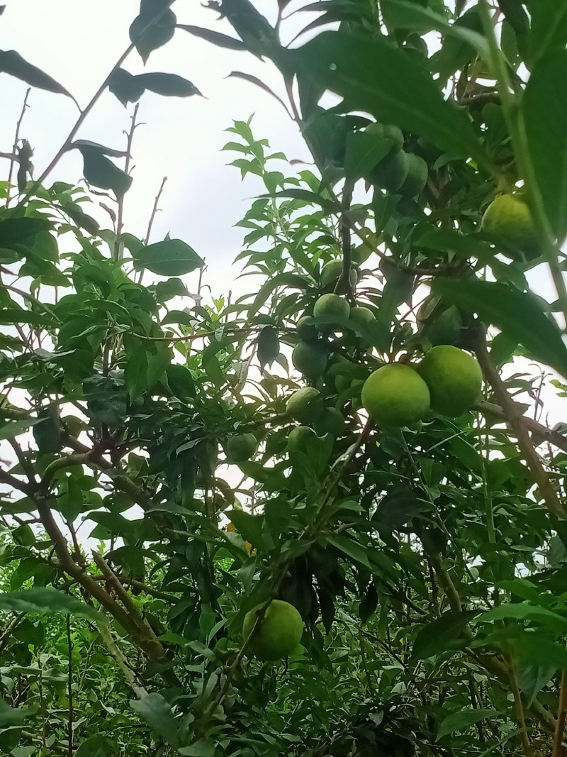 有机质栽种大果一级果3-5个一斤，而且花粉好，味甜