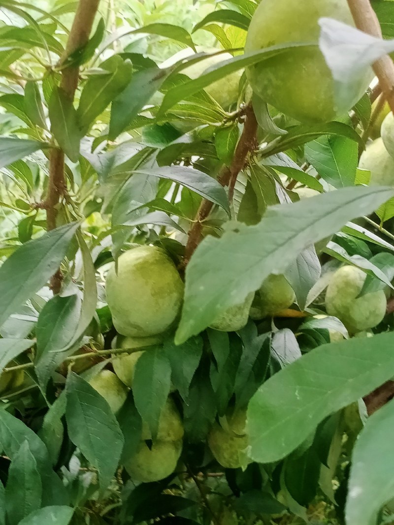 有机质栽种大果一级果3-5个一斤，而且花粉好，味甜