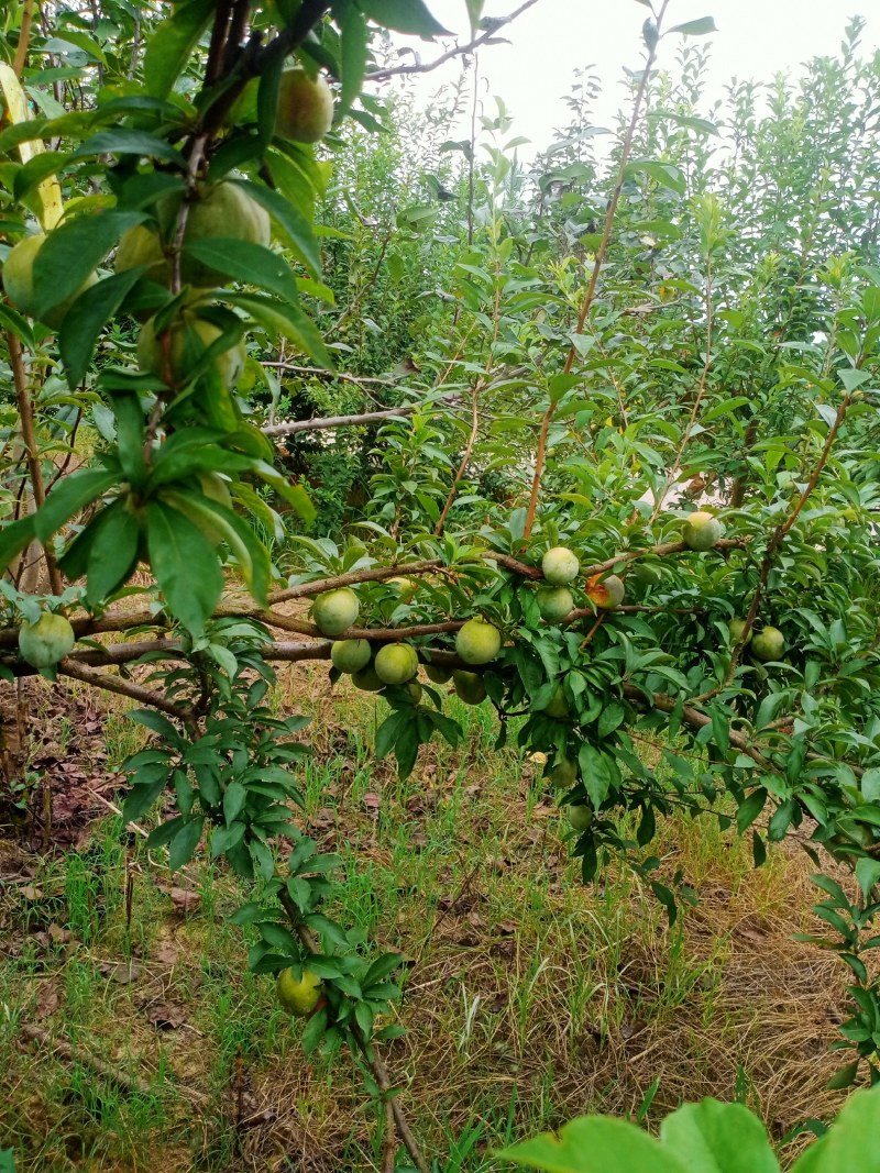 有机质栽种大果一级果3-5个一斤，而且花粉好，味甜