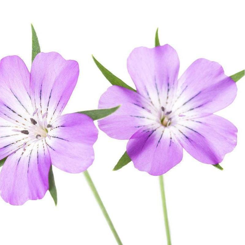 麦仙翁种子麦毒草花期长四季播种花坛花境庭院景观花卉种