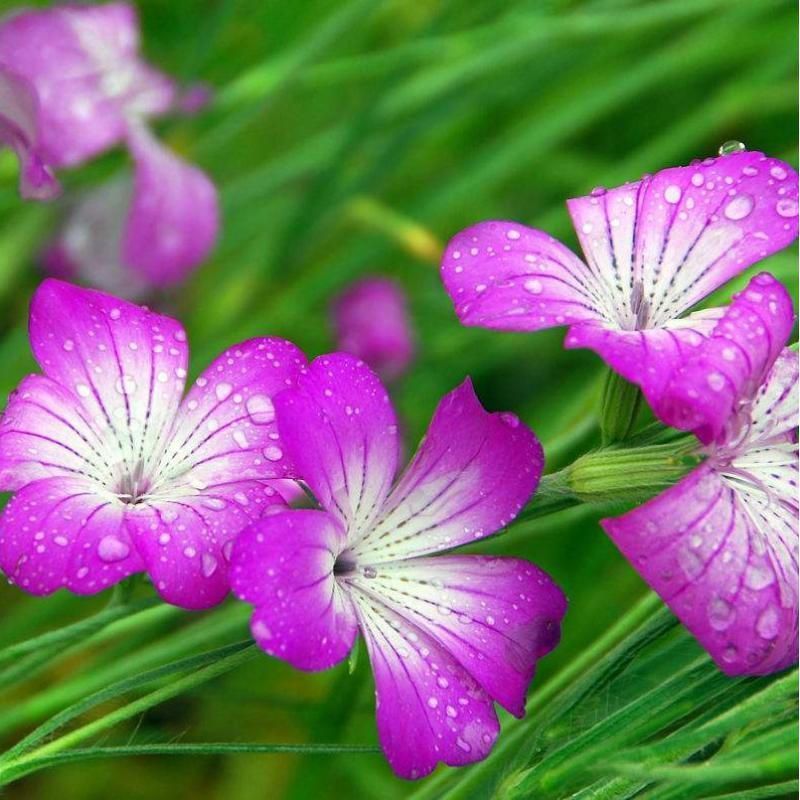 麦仙翁种子麦毒草花期长四季播种花坛花境庭院景观花卉种