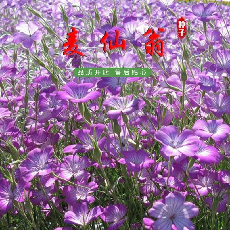 麦仙翁种子麦毒草花期长四季播种花坛花境庭院景观花卉种