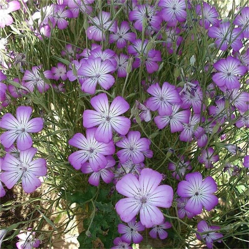 麦仙翁种子麦毒草花期长四季播种花坛花境庭院景观花卉种