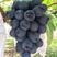 夏黑葡萄苗早熟品种适合南北方种植可签订合同