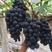 夏黑葡萄苗早熟品种适合南北方种植可签订合同