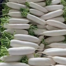 【白萝卜】产地直供，量大质优，常年大量批发精品白萝卜