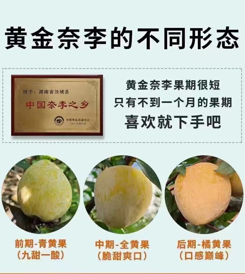 湖南文明半条被子水果之乡黄金奈李一件代发