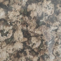 菊花干货菊花中药材干净无杂质量大从优！