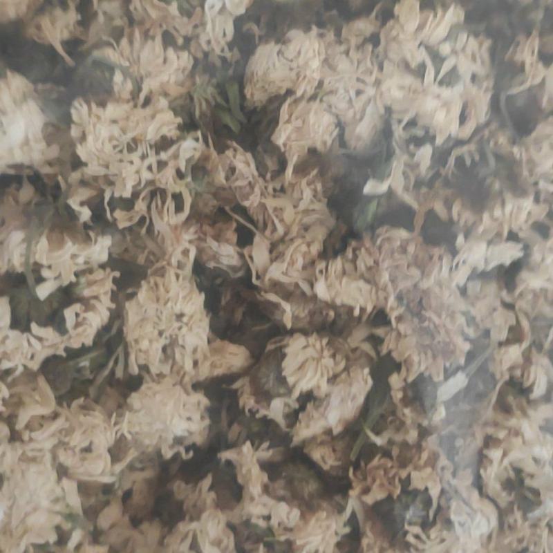 菊花干货菊花中药材干净无杂质量大从优！