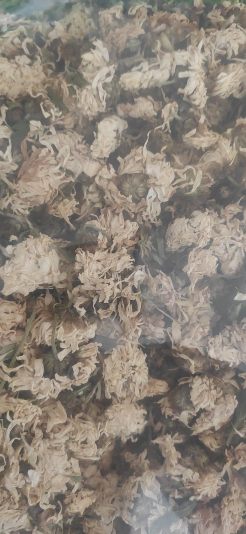 菊花干货菊花中药材干净无杂质量大从优！