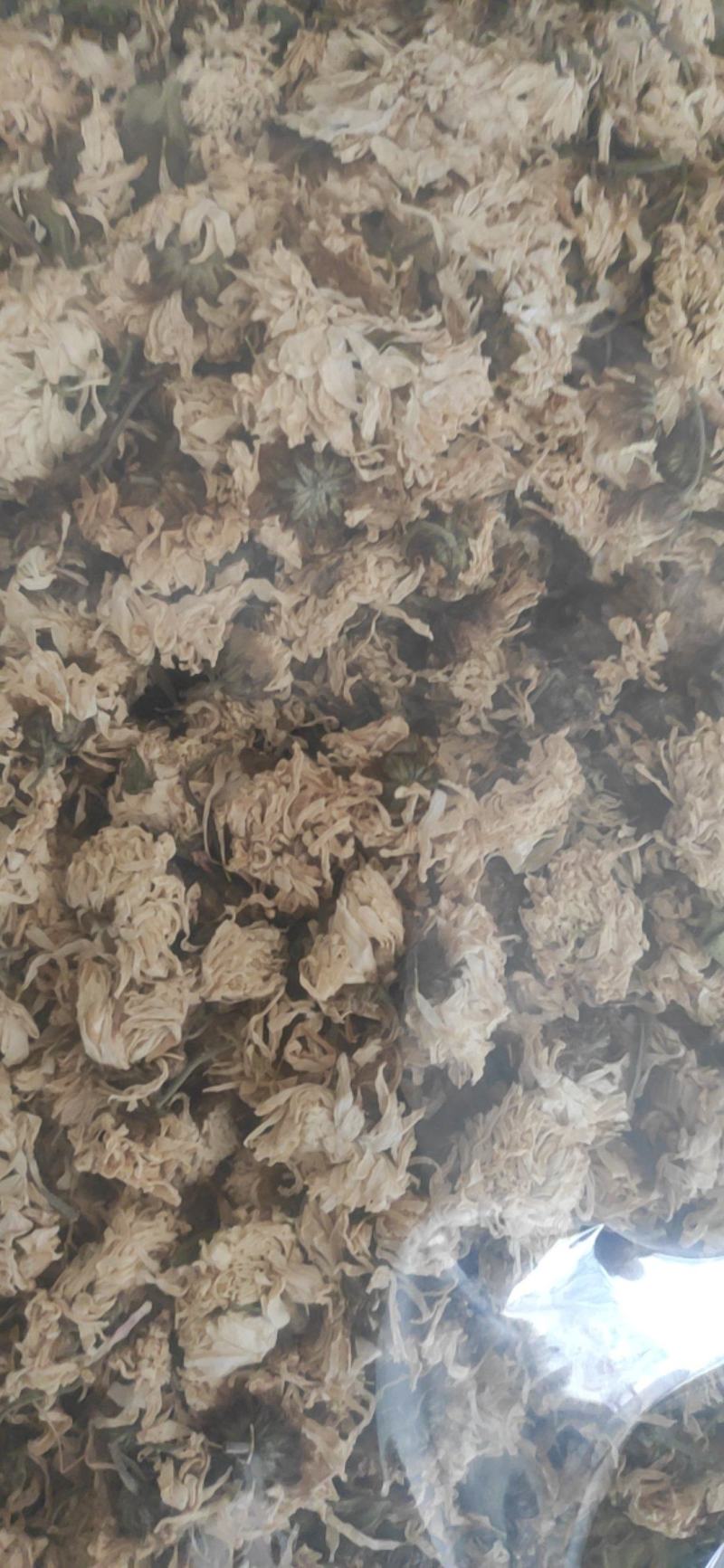 菊花干货菊花中药材干净无杂质量大从优！