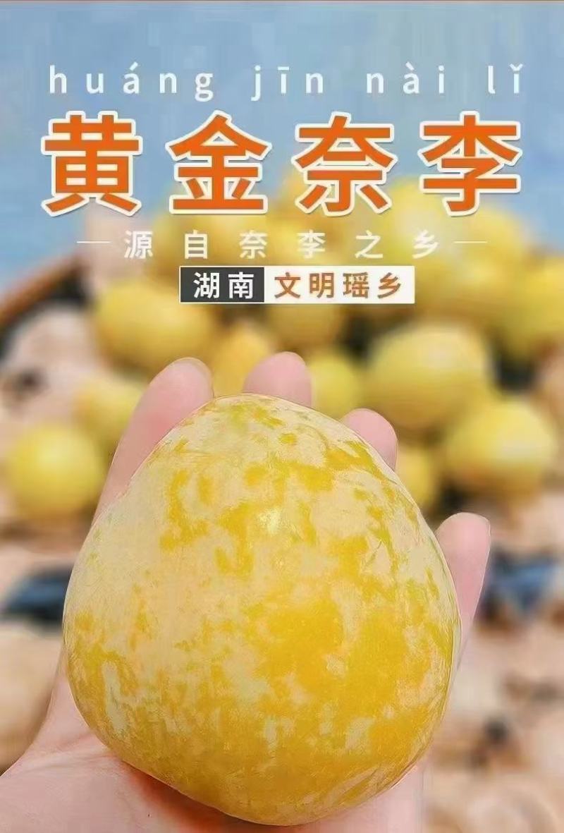 湖南文明半条被子水果之乡黄金奈李